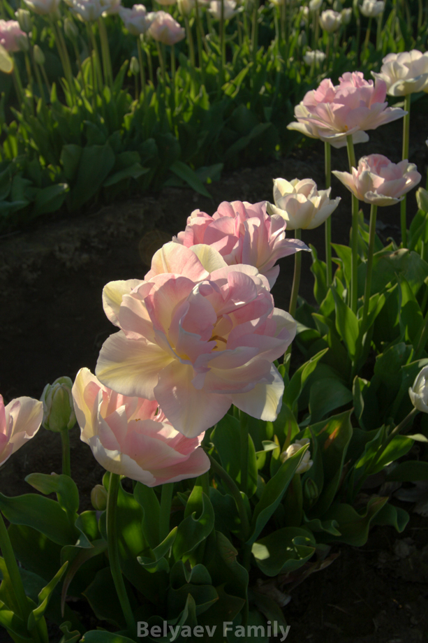 2009-04-20_00078