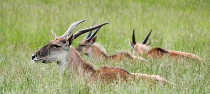 Wildlife Safari