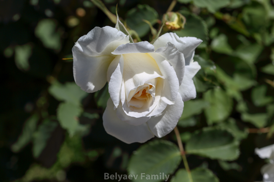 MOM_1464