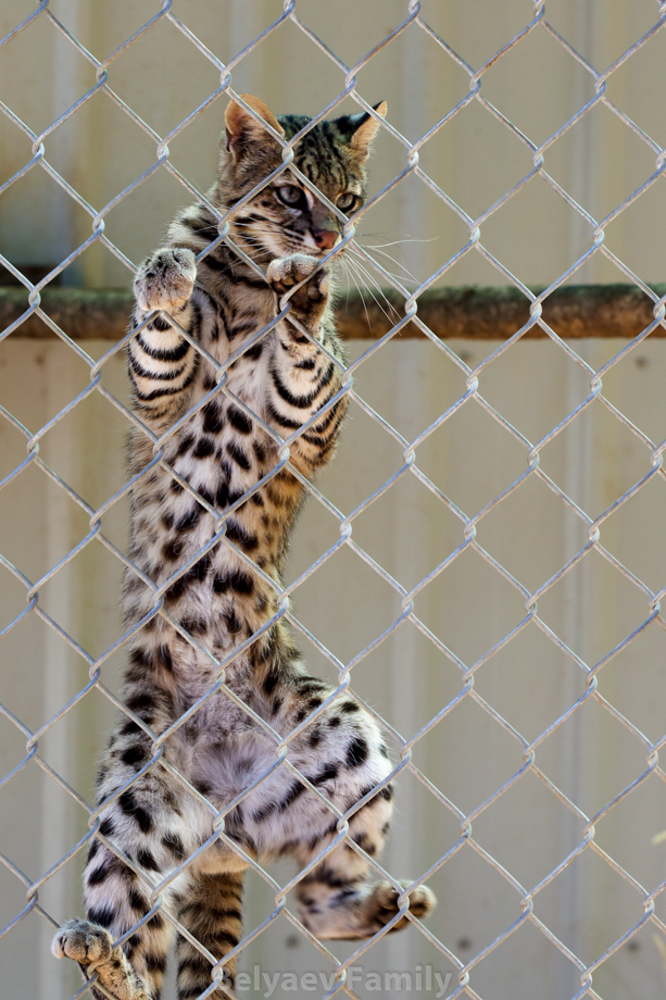 Geoffrey cat. Самый что ни на есть дикий кот