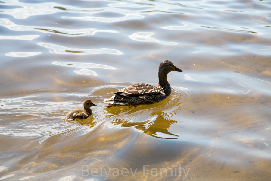DAD_6454