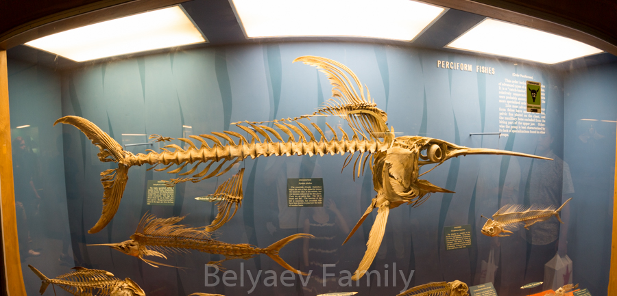 DAD_7047-Pano